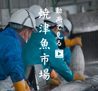 動画で見る 焼津魚市場